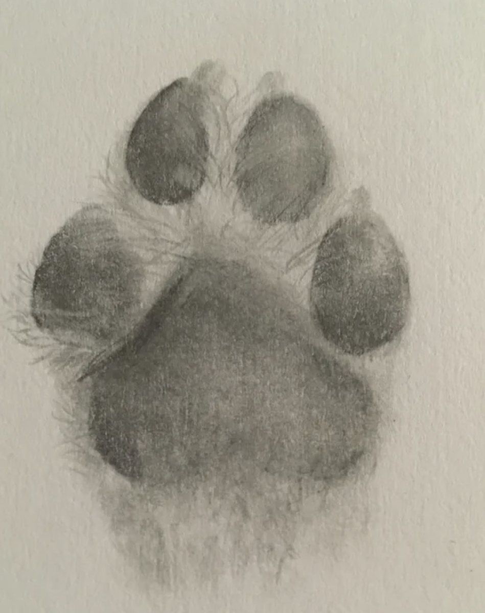 Paw print study