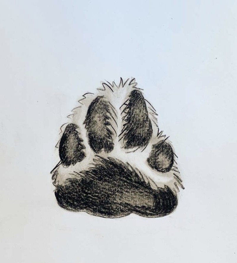 Charcoal paw study