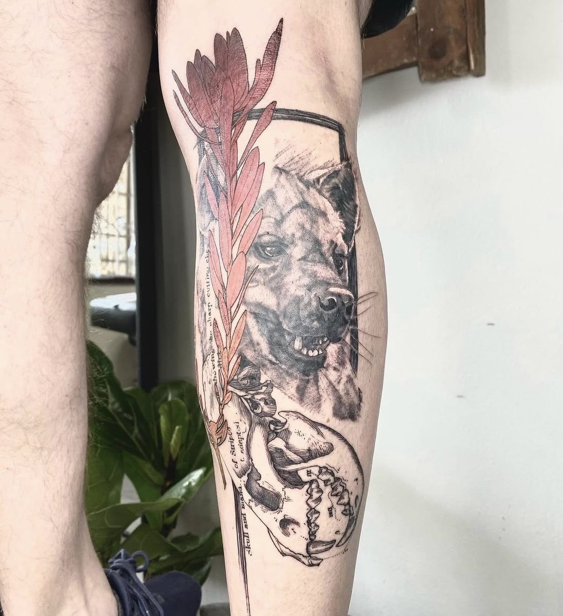 Hyena portrait with protea