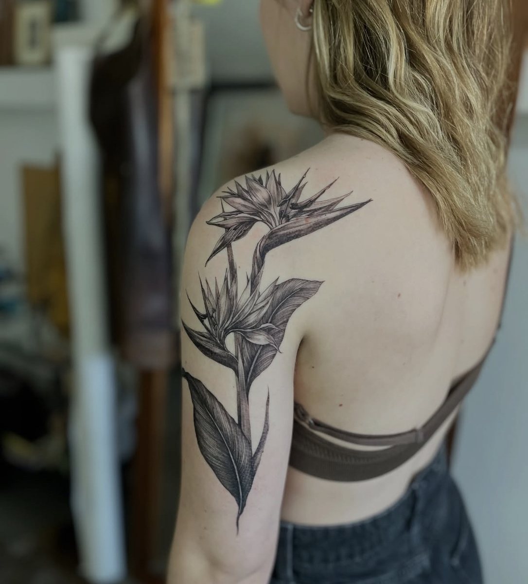 Bird of paradise, fine illustrative work