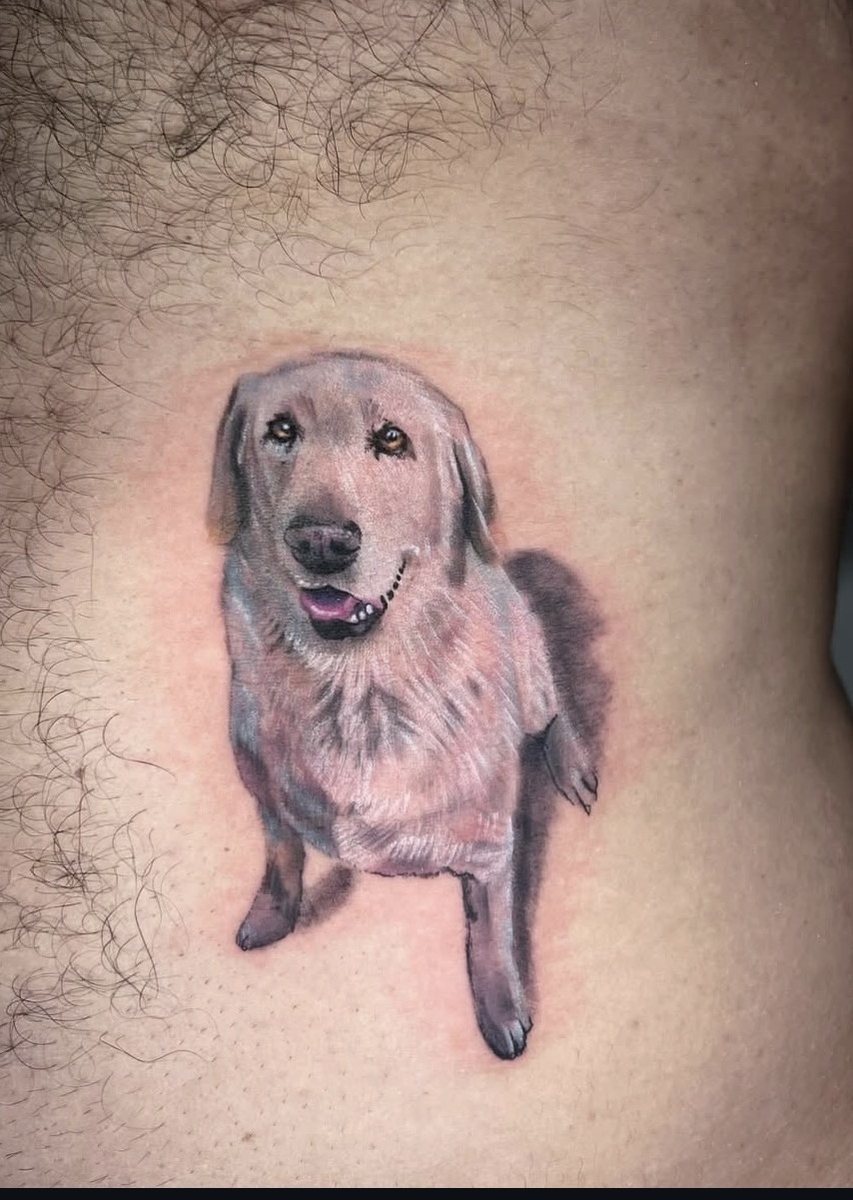 Colour portrait of a labrador
