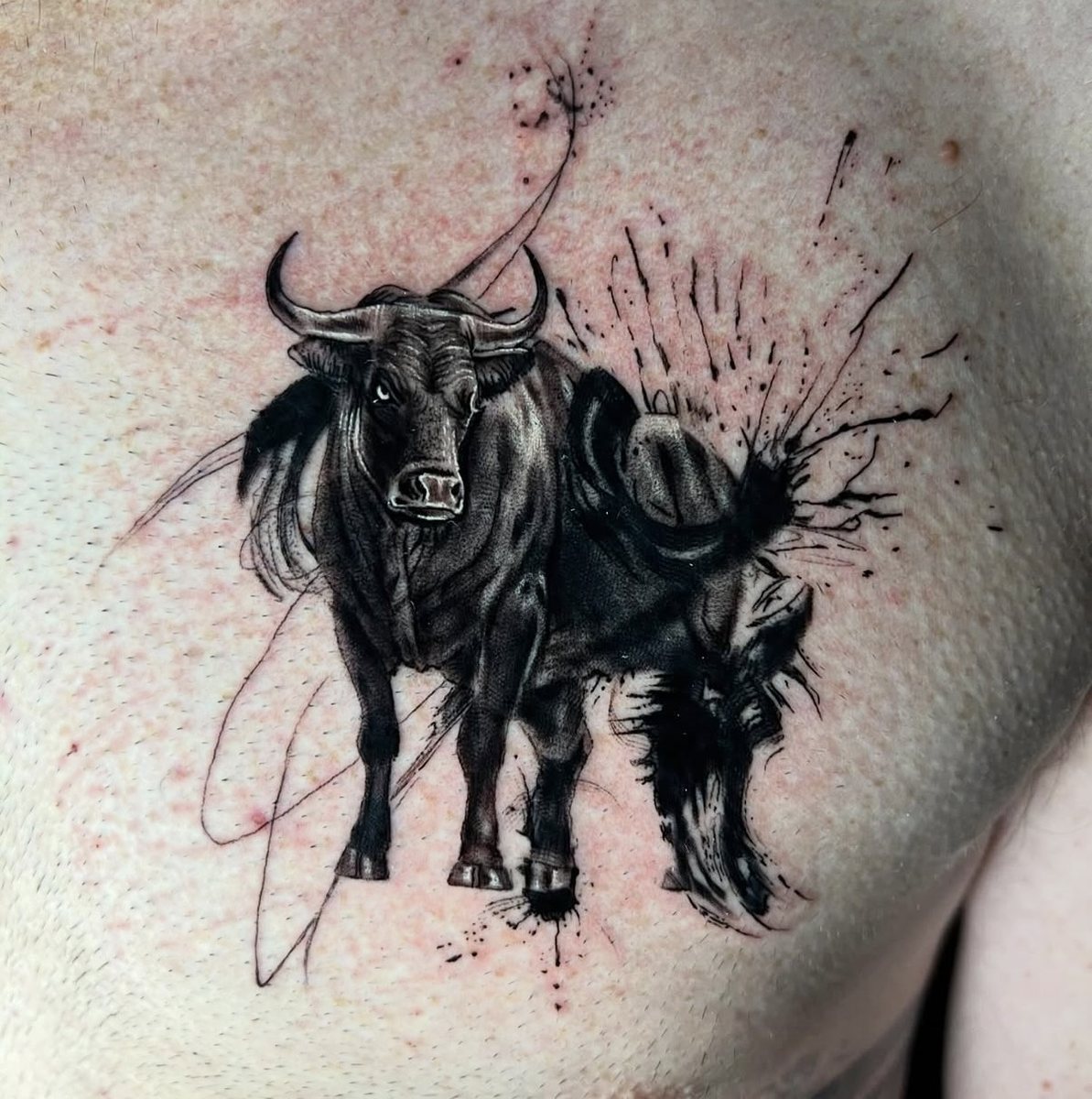 Black and grey nguni bull
