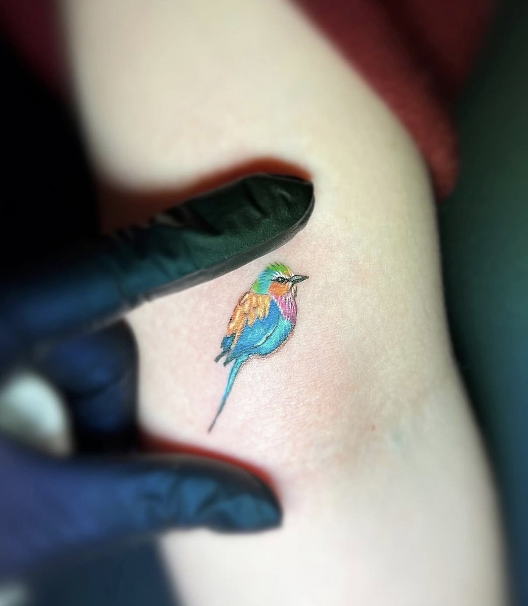 Lilac-breasted roller, small colour piece